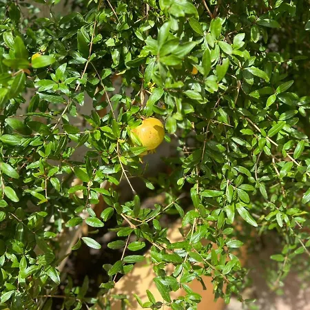 Il Riccio Πανσιόν 3*